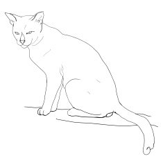 Cat N107