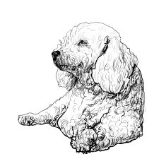 Poodle N14