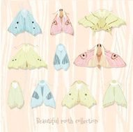 moth collection