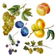 Set of vintage watercolor autumn harvest fruits