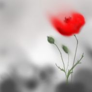 Poppy flower blooming red on grey background Digital hand painting N2