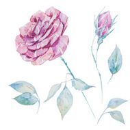 Watercolor vector roses