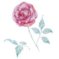 Watercolor vector roses N2