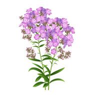 Phlox Flowers Vector