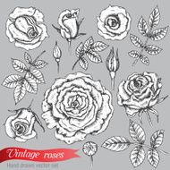 Set of roses and leaves hand drawn vector illustration N2