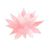 Vector watercolor lotus flower pink