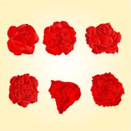 Red roses vector N2