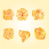 Tea roses vector N2