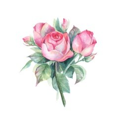 Roses Small bouquet Watercolor illustration