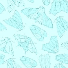 moth pattern