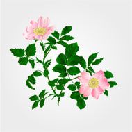 Eglantine twig vector