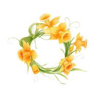 Narcissus wreath