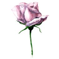 Beautiful single pink watercolor rose isolated on white background N2