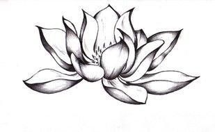 black and white lotus as a picture for clipart