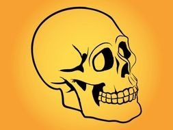 stylized human skull drawing