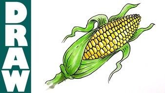Draw A Corn Cob