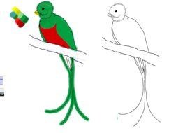 Resplendent Quetzal drawing
