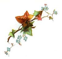 Flower Forget Me drawing