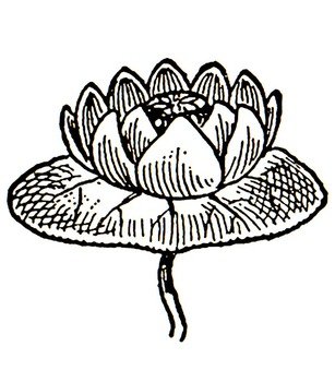 Water Lily Silhouette
