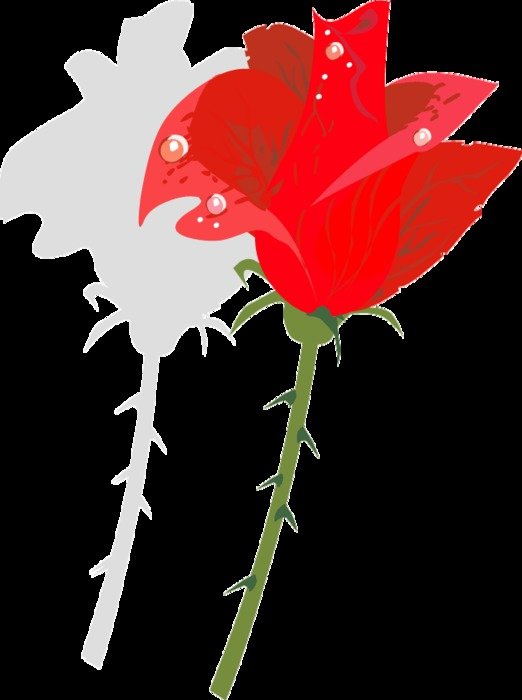 Rose Gallery drawing