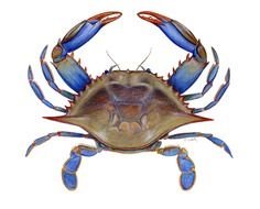 painted blue crab