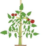 Red tomatoes on the green plant clipart