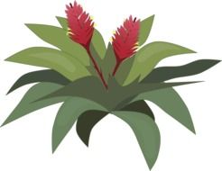 Bromelia drawing