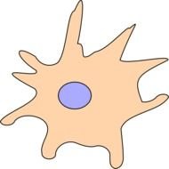 Oligodendrocyte Rosa At Clkercom Vector Online