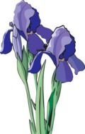 blue irises, bouquet, drawing