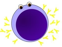 Antibody 20clipart Panda Free Images