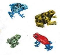 frogs of different species on a white background