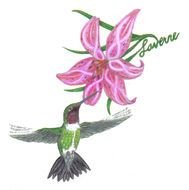 Hummingbird Ribbon Flower drawing