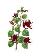 Botanical Graphic drawing