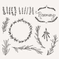 Rosemary Sprigs Photoshop Brushes By Thepenandbrush