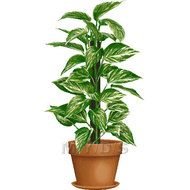 Pothos Epipremnum Aureum Picture Large