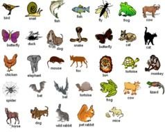 Learning About Animals Using Pictures English Lesson