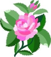 Single Pink Rose N2