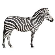 zebra on a white background