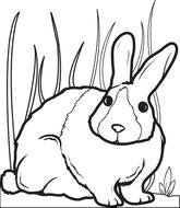 Printable Bunny Rabbit Coloring Page For Kids