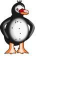 drawn penguin with folded wings