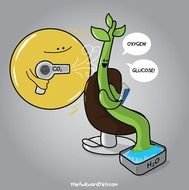 Photosynthesis The Awkward Yeti