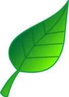 green leaf drawn in computer graphics