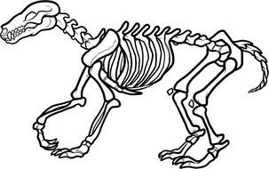 skeleton of a big dinosaur as picture