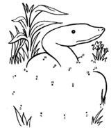 Onze Dieren Worden Ook Ingezet Voor De Fokkerij N52