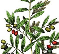 colorful Olives on branch, vintage drawing