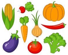 drawing vegetables on a white background