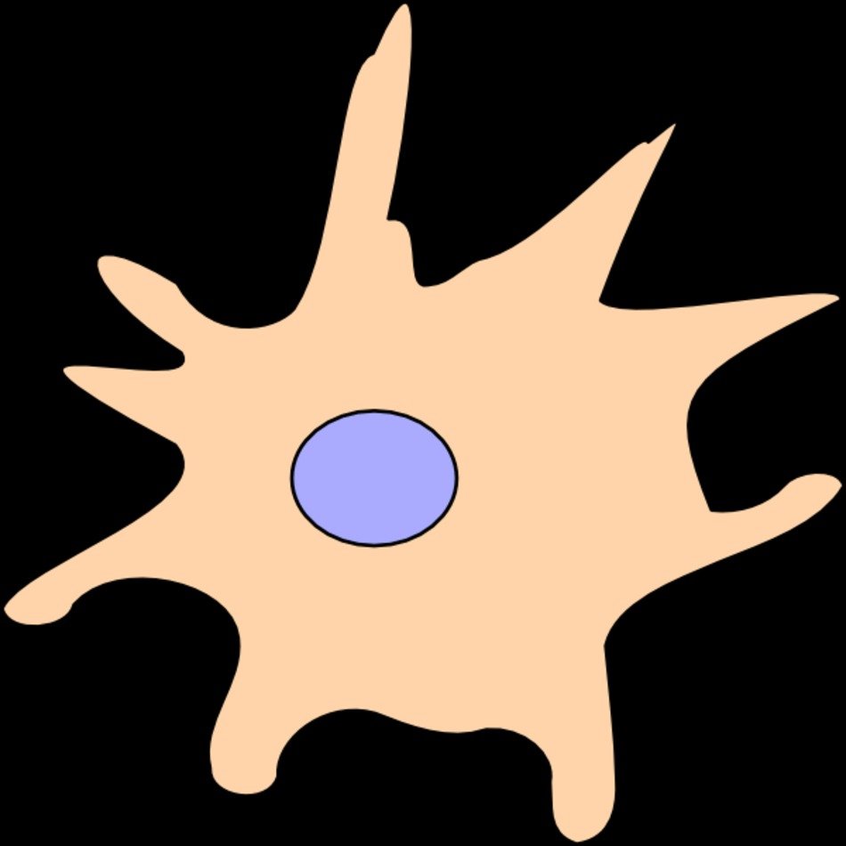 Oligodendrocyte Rosa At Clkercom Vector Online