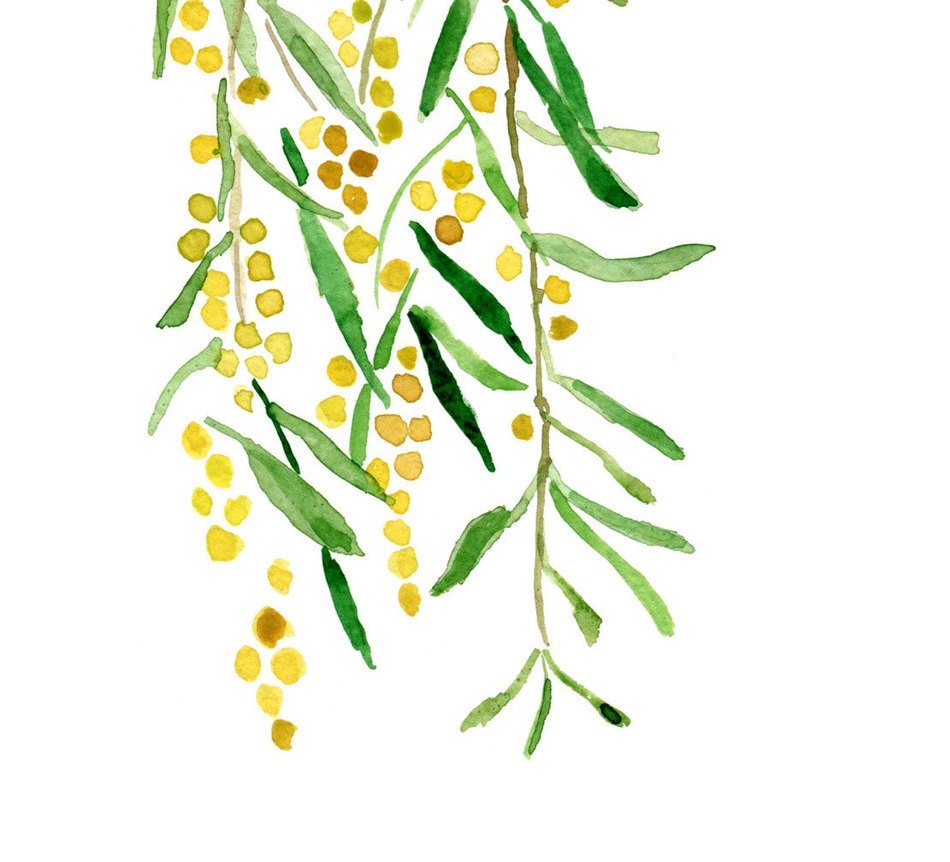 drawn mimosa on a white background
