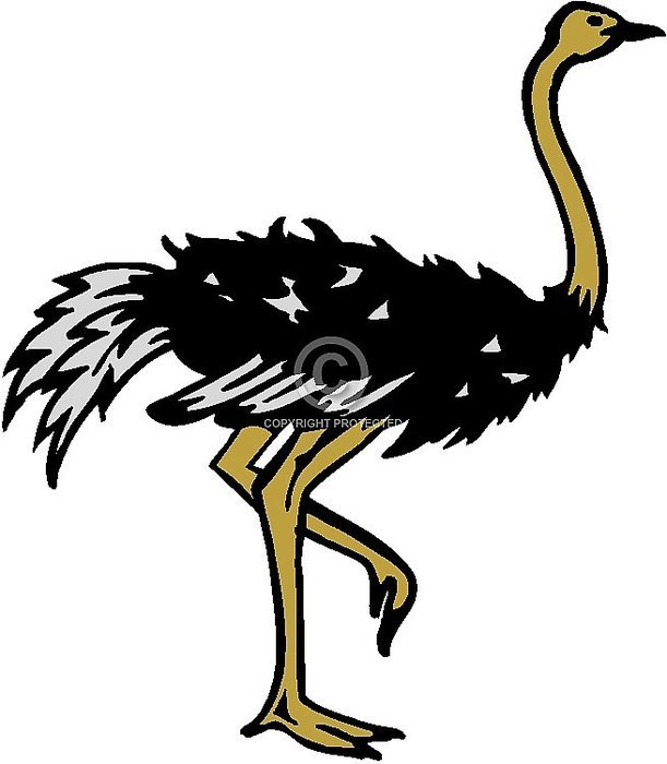 ostrich N27