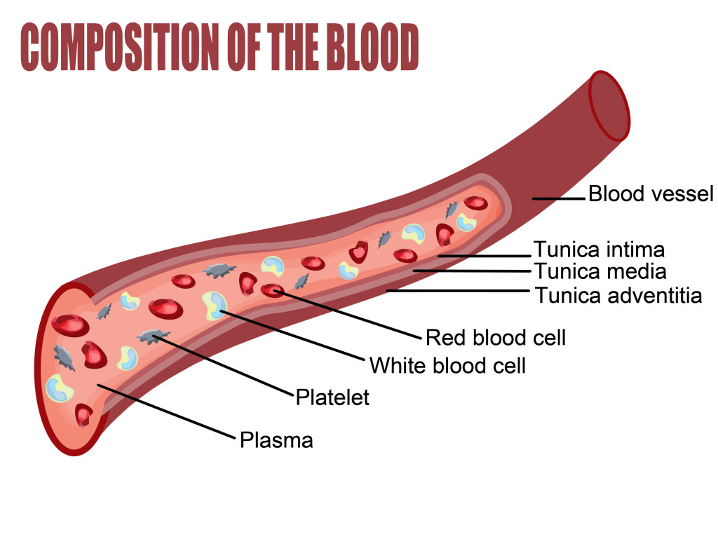 Blood definition. Blood Composition. Blood Vessels Types. Blood Composition and function.